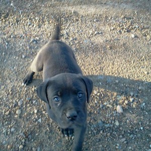 My new pup Milla. This picture message or video message was sent using Mult