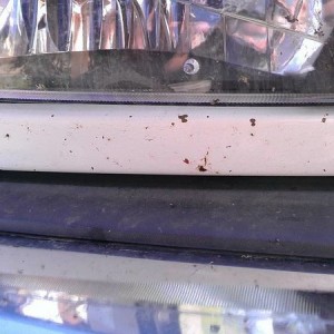 Rock Chips (Before)