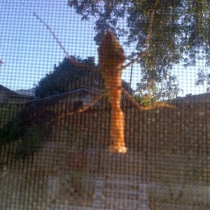Lots of praying Mantis this year, not so many spiders :)