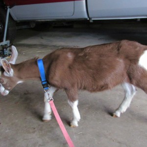 my new goat