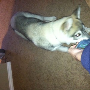 Watching tv and she comes up and puts the tug in my hand and starts pulling