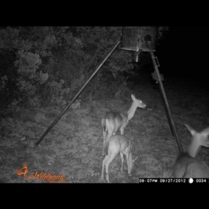 trail cam