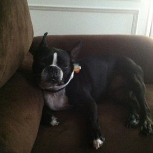 Sleeps with his head up LOL