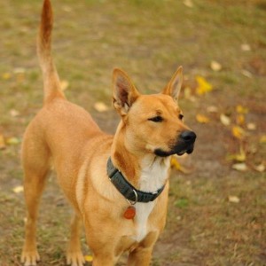 Zoi