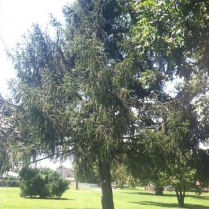 Fat Anyone know what tree this is?