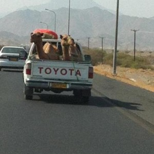 toyota_with_camels