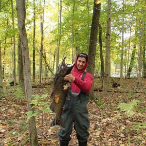 salmon