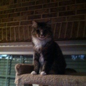 Fat for the cat.