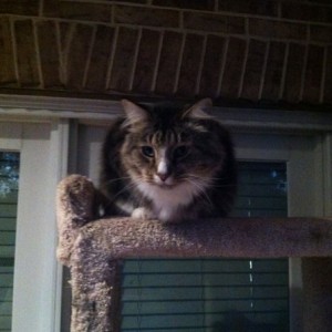 Cat for the fat