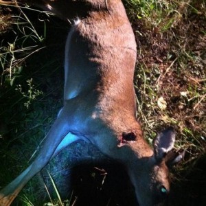 Doe Kill