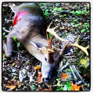 9 Point buck kill