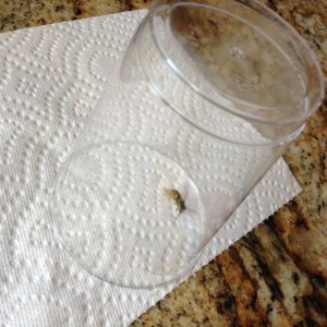 Get out of my house Mr. Bee.