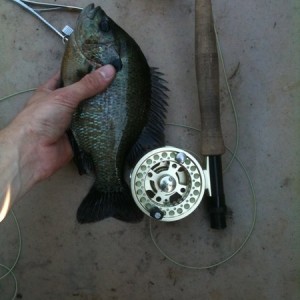 bream