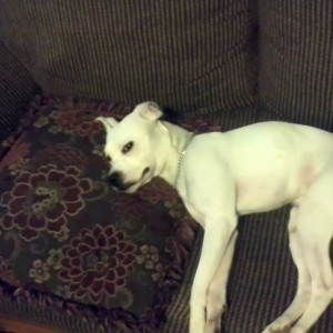 he is giving me the "wtf do you want" look. My damn couch back...
