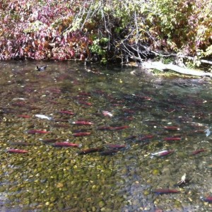 Salmon spawning.