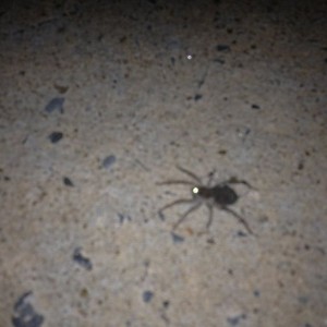 Went to step on it and babies started scattering. Screamed like a little gi