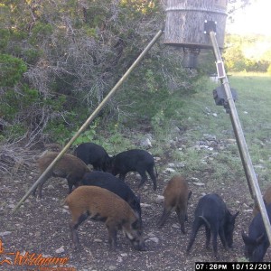 Trail Cam