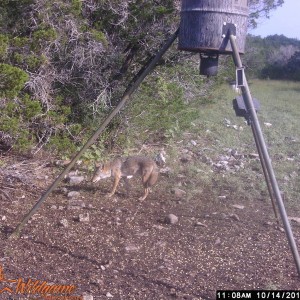 Trail Cam