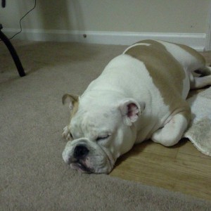 Bentleyboy