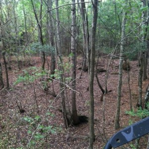 Got off work early and headed straight to the woods