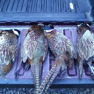 Morning's take. Good day for 2 guys and one lazy lab.