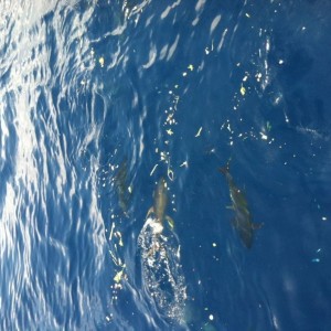 Yellowfin for dinner me thinks