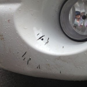 Sonofa bitch was chewin on my truck!