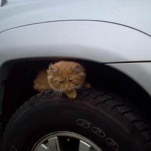 dis tire, i can haz?
