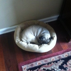The life of a pug....