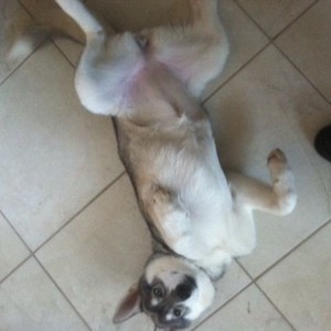 This is how we are greeted...rub my belly! Lol