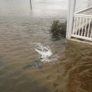 Just sent in from relatives near Atlantic City, NJ. There's a shark in