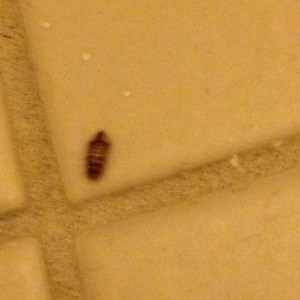 What is this??? 4 of them on floor in bathroom.