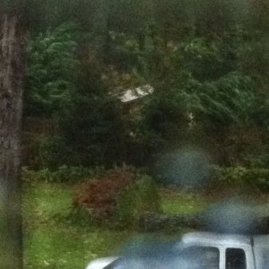 Bottom half of second tree that uprooted from sandy