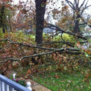Top half of one tree that fell from sandy