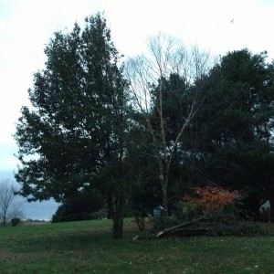 Any tree experts? Is the rest of this tree likely to come down with so much
