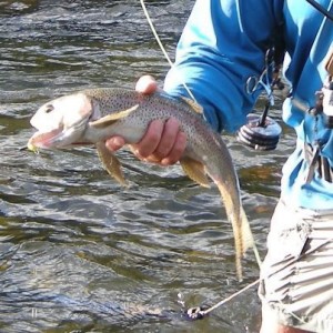 Spokane River Redband Trout