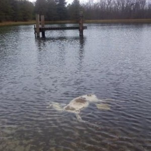 found a deer in the pond