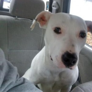 found a lost dog... no one in the surrounding area will claim it... anyone 
