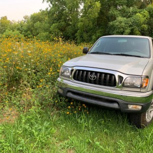 20210728 - Black Eyed Susan