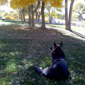 Bosco in the park