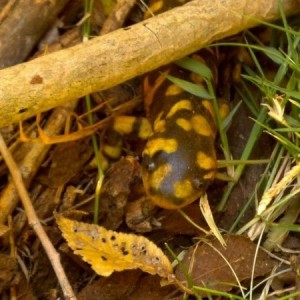 Anybody know what kind of Salamander this is? And if it's poisonous? :