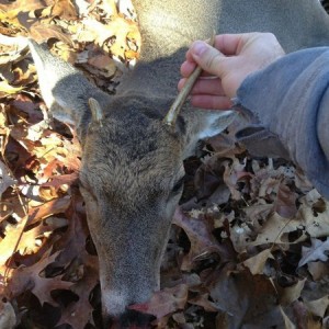 First one's meat in the freezer. Now I can hunt horns