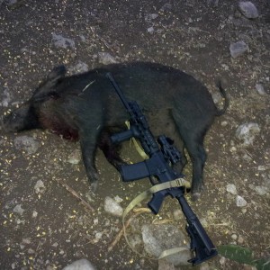 pig