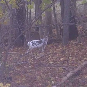 Odd deer in my buddies back yard