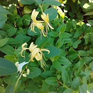 Green Honeysuckle