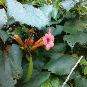 Green Trumpet Vine