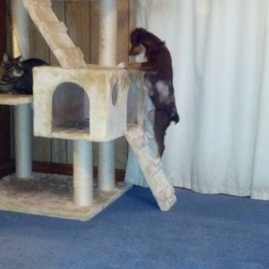 He thinks hes a cat..