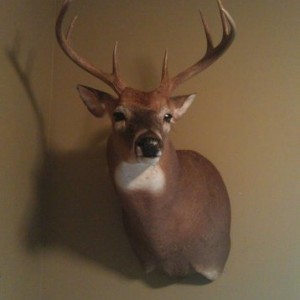 hunts