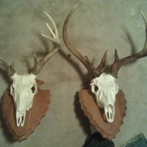 hunts