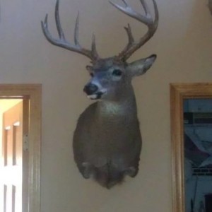 hunts